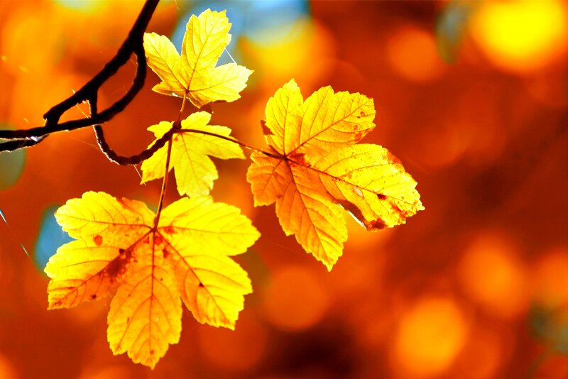 Yellow Maple Leaves — Warm