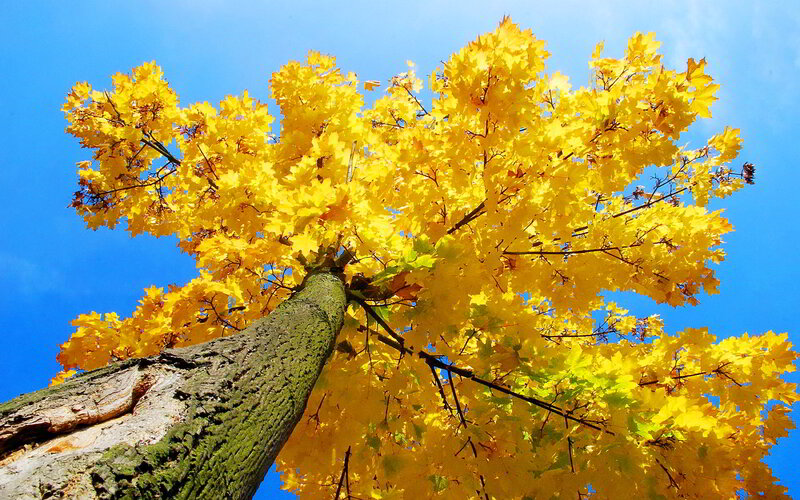 Yellow Maple Tree — Serene, Autumn, Photograph