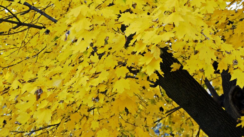 Yellow Maple Tree — Serene, Autumn