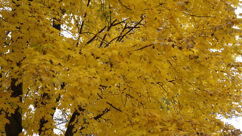 Yellow Maple Tree — Serene