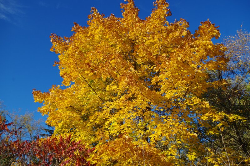 Yellow Maple Tree — Vibrant