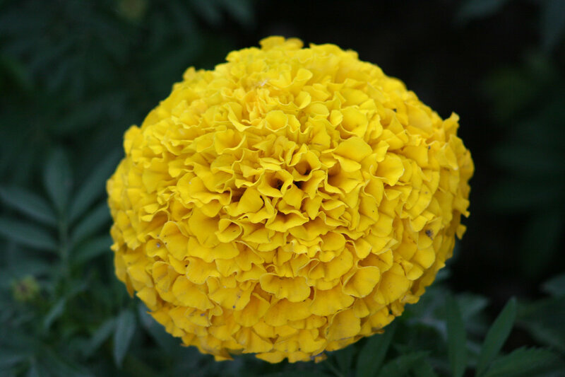 yellow marigold flower