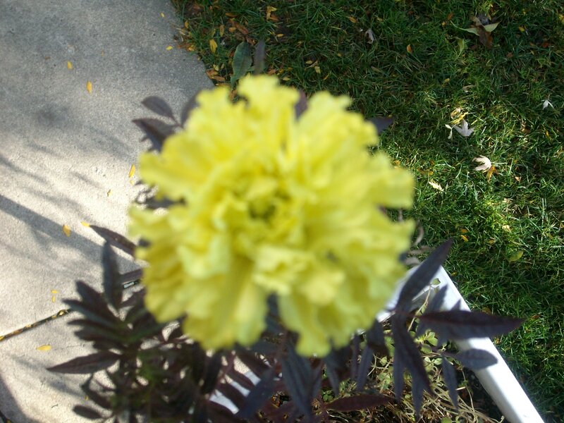 Yellow marigold flower