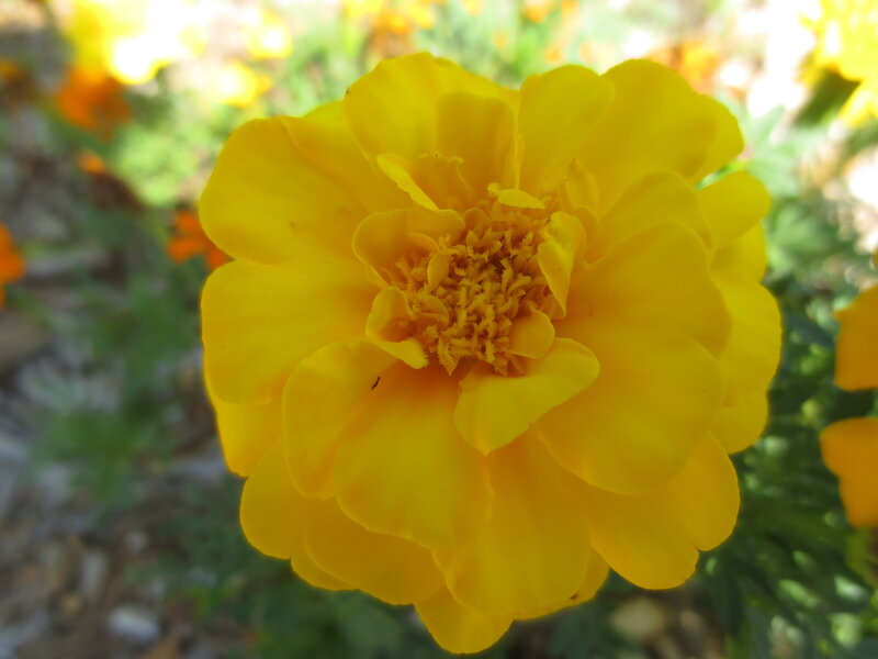 Yellow Marigold Flower — Bright, Afternoon