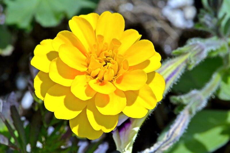 Yellow Marigold Flower — Bright