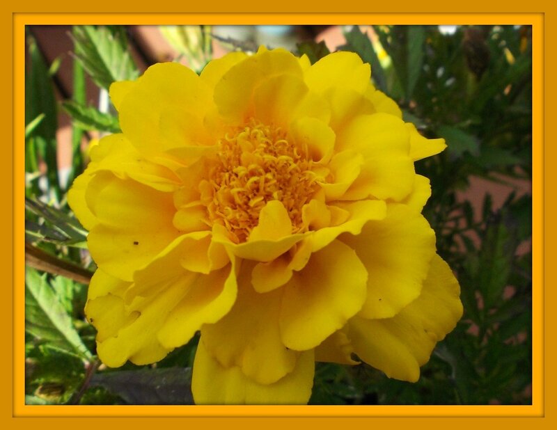 Yellow Marigold Flower — Calm, Afternoon, Photograph