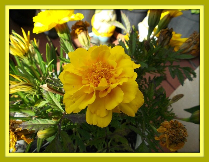 Yellow Marigold Flower — Calm, Afternoon