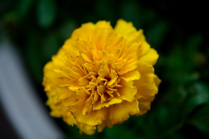 Yellow Marigold Flower — Calm, Photograph, Green Leaves