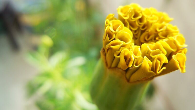 Yellow Marigold Flower — Calm, Photograph, Green Stem