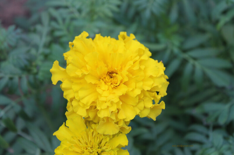 Yellow Marigold Flower — Calm