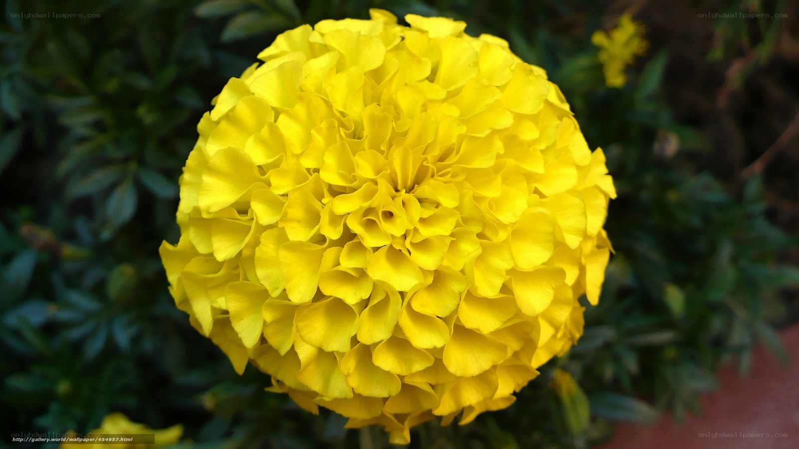 Yellow marigold flower close-up
