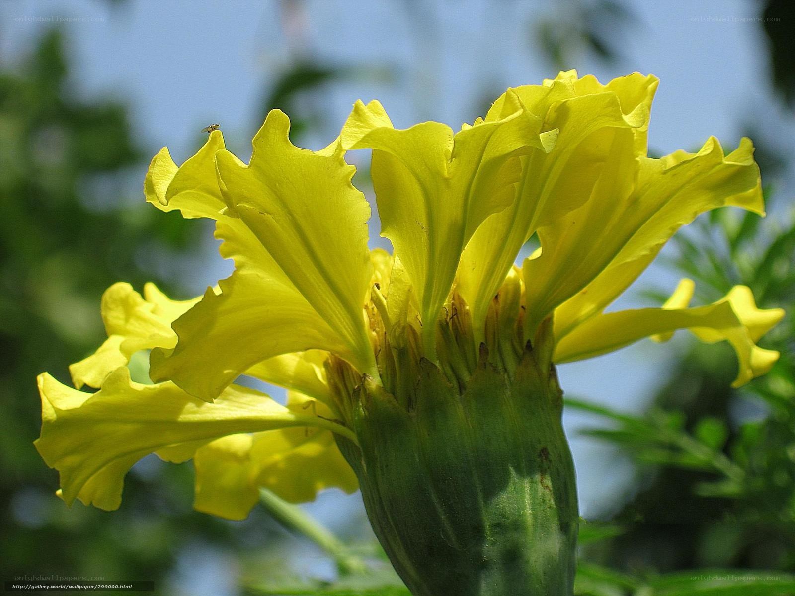 Yellow marigold flower close-up