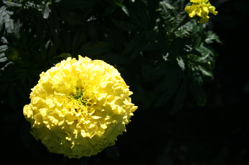 Yellow Marigold Flower — Dramatic, Afternoon