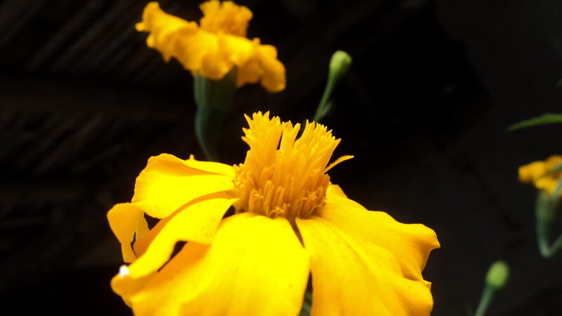 Yellow Marigold Flower — Dramatic, Photograph, Bud