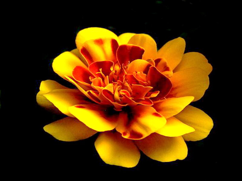 Yellow Marigold Flower — Dramatic, Photograph