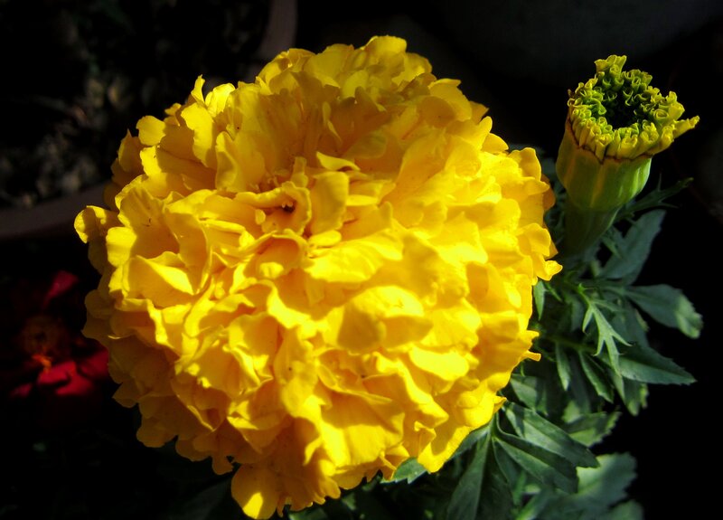 Yellow Marigold Flower — Dramatic