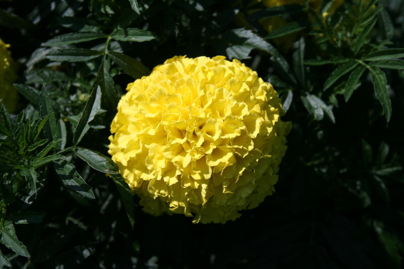 Yellow Marigold Flower — Natural, Afternoon