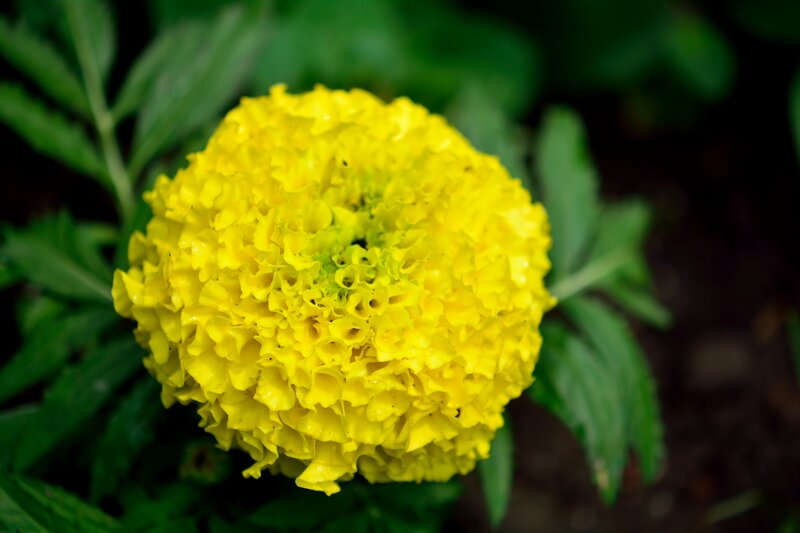Yellow Marigold Flower — Natural, Photograph, Green Leaves