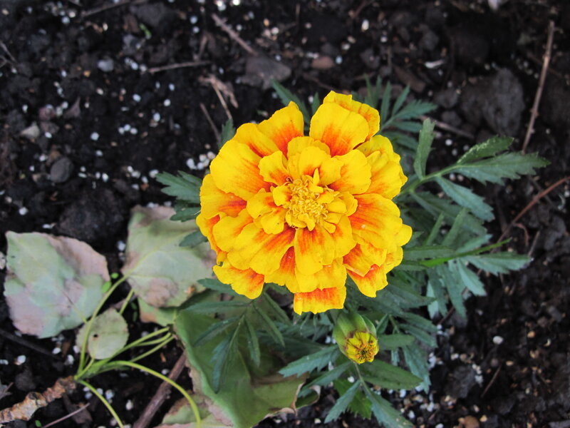 Yellow Marigold Flower — Natural, Photograph