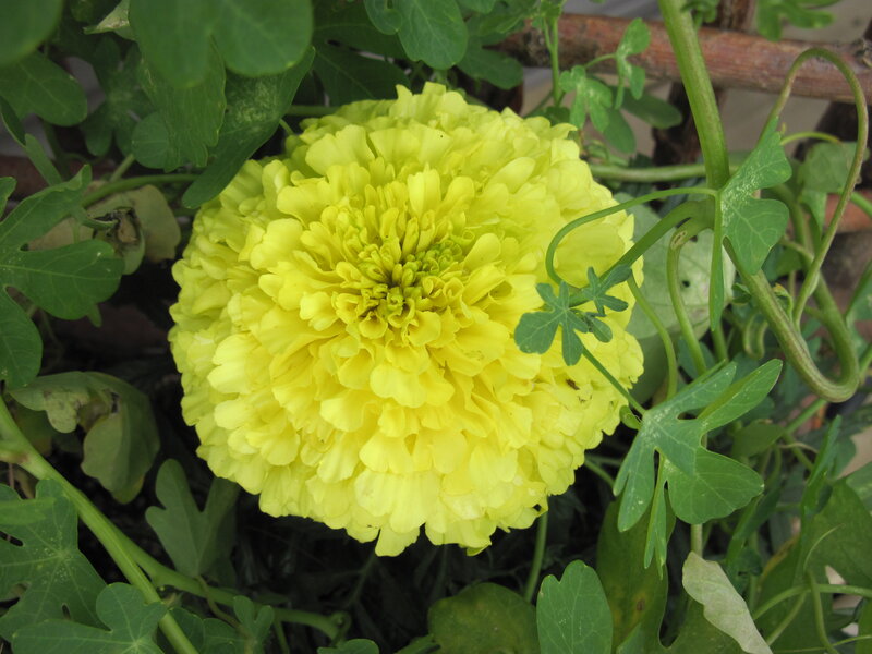 Yellow Marigold Flower — Natural