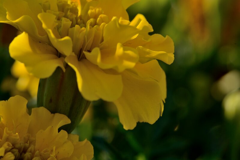 Yellow Marigold Flower — Serene