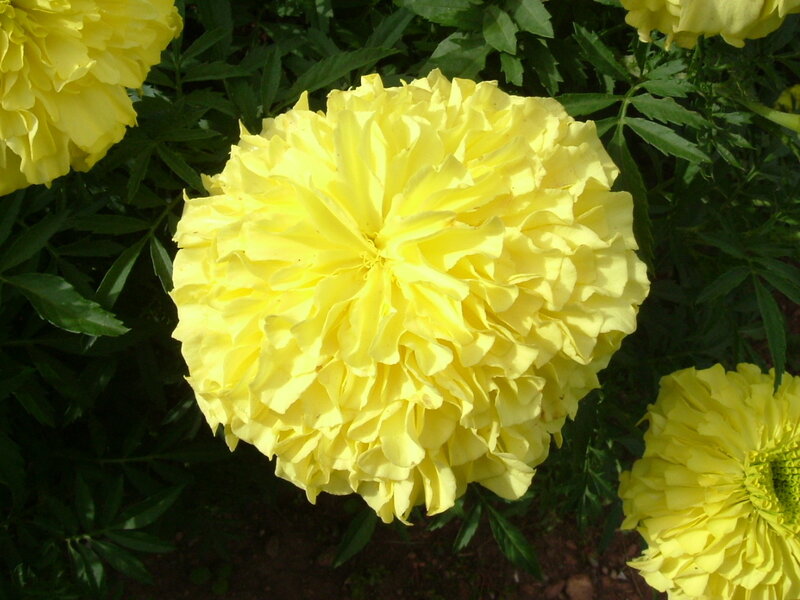 Yellow marigold flower