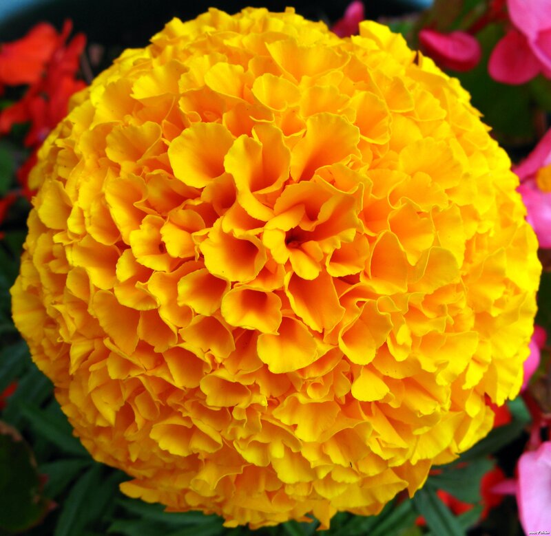 Yellow Marigold Flower — Vibrant, Afternoon