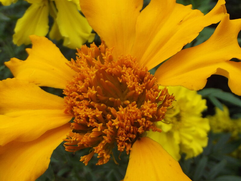 Yellow Marigold Flower — Vibrant, Photograph, Petals