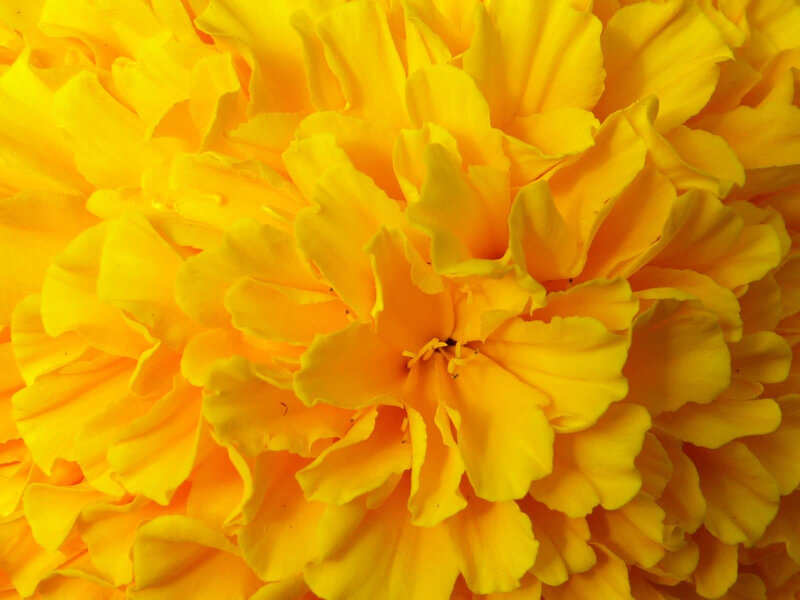 Yellow Marigold Flower — Vibrant, Photograph