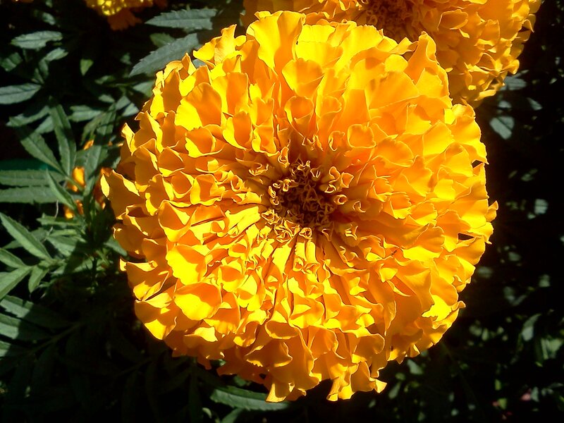 Yellow Marigold Flower — Vibrant