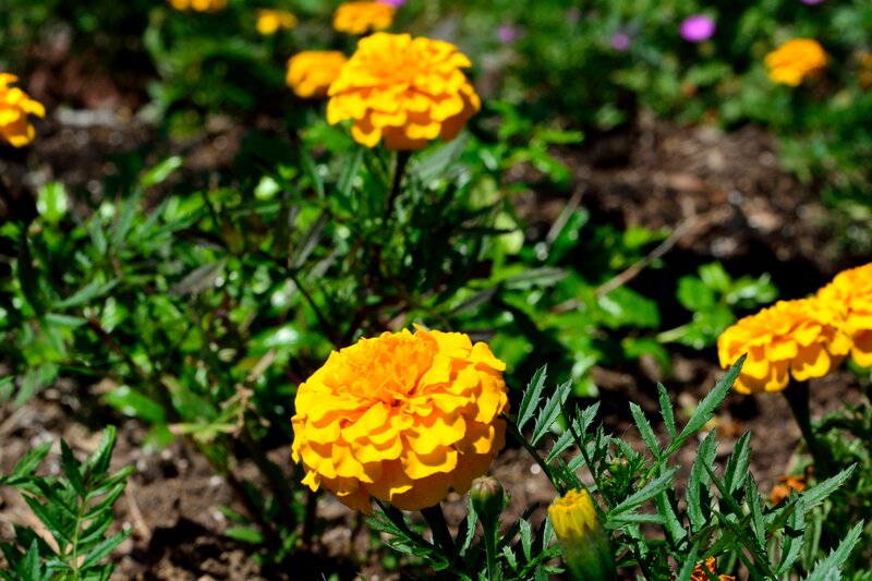 Yellow Marigold Flowers — Bright, Afternoon, Photograph