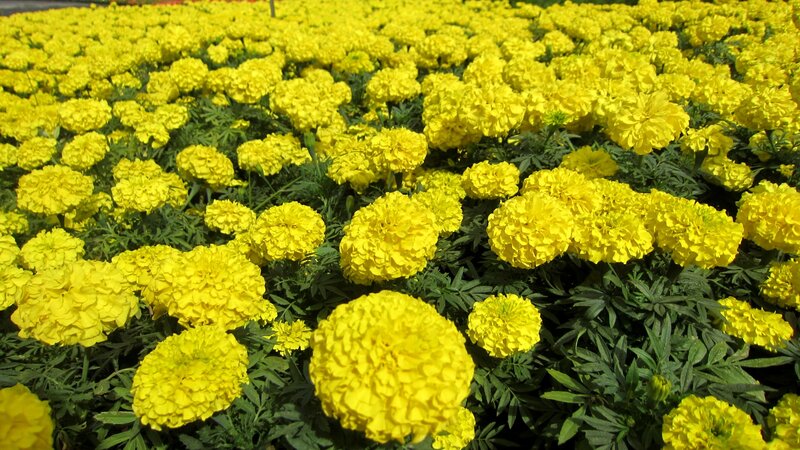 Yellow Marigold Flowers — Bright, Afternoon