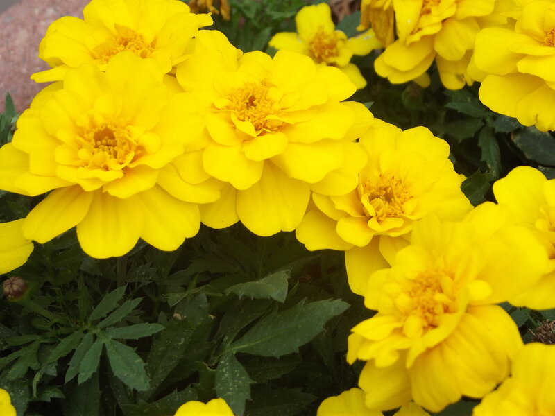 Yellow Marigold Flowers — Bright