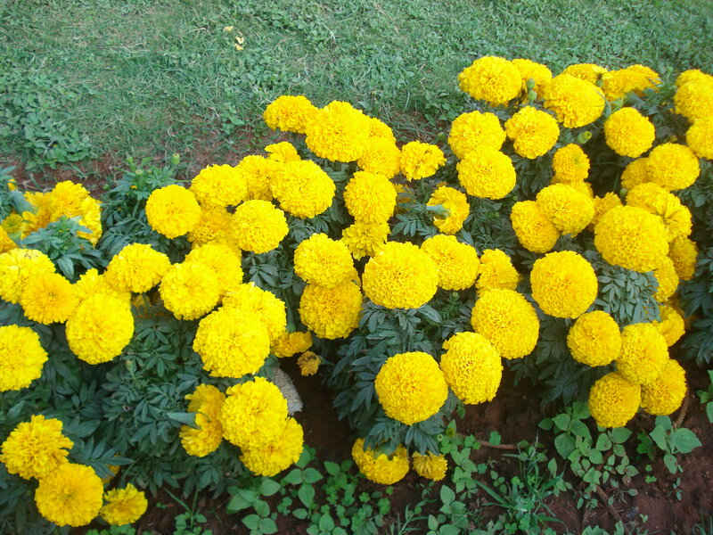 Yellow Marigold Flowers — Calm, Afternoon, Photograph, Green Leaves
