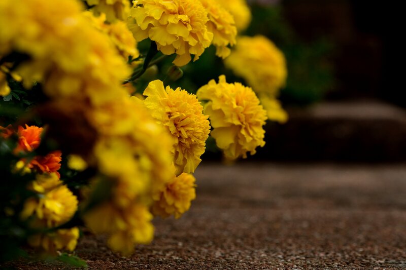 Yellow Marigold Flowers — Calm, Photograph