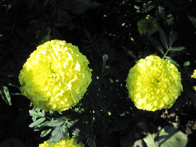 Yellow Marigold Flowers — Dramatic