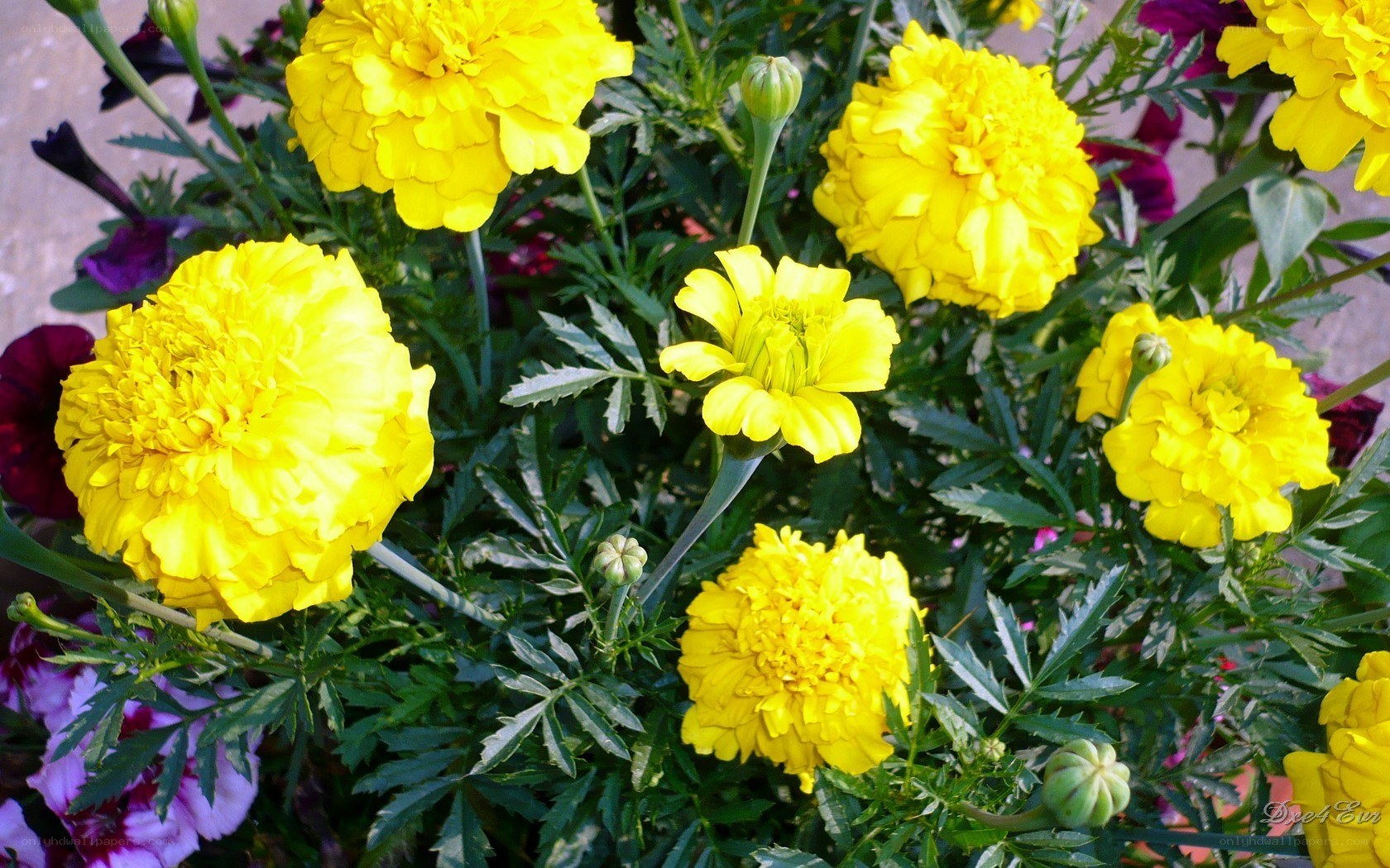 Yellow marigold flowers in bloom
