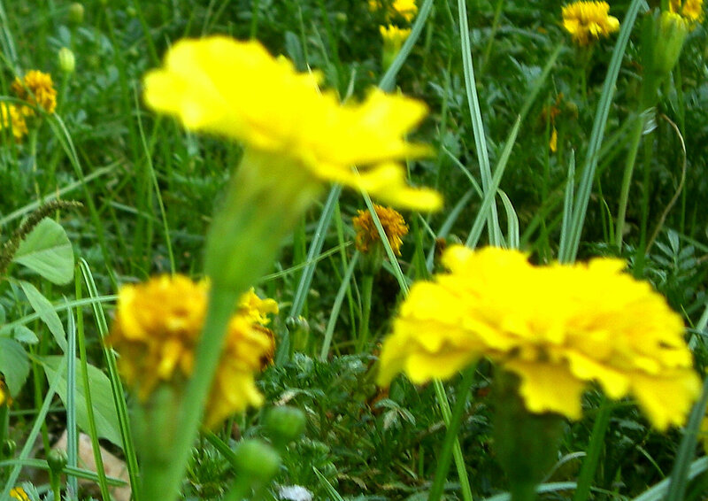 Yellow Marigold Flowers — Natural, Afternoon, Photograph, Green Grass