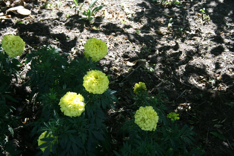 Yellow Marigold Flowers — Natural, Afternoon, Photograph, Soil
