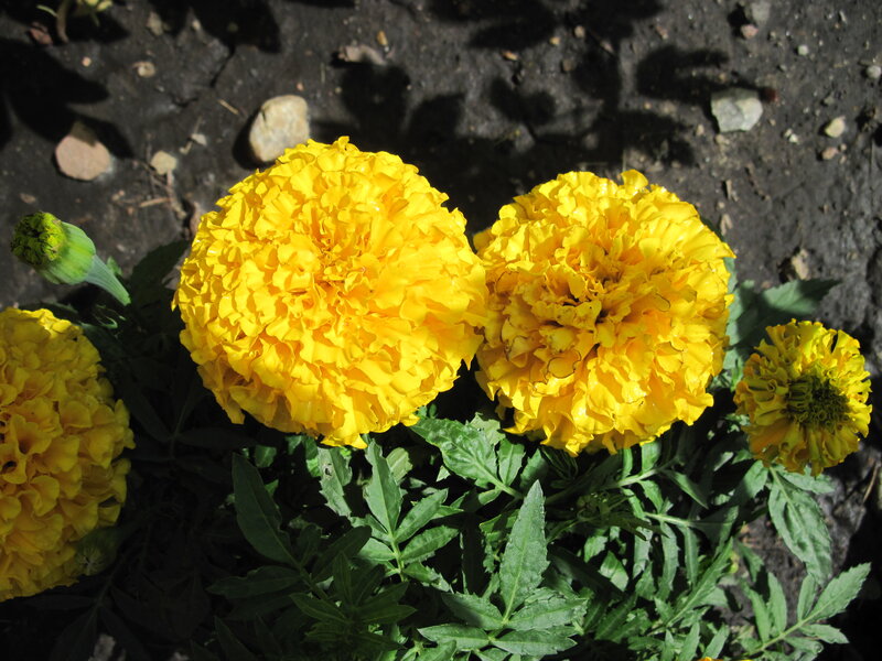 Yellow Marigold Flowers — Natural, Afternoon