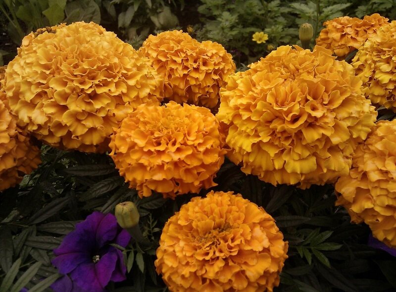 Yellow Marigold Flowers — Natural, Photograph
