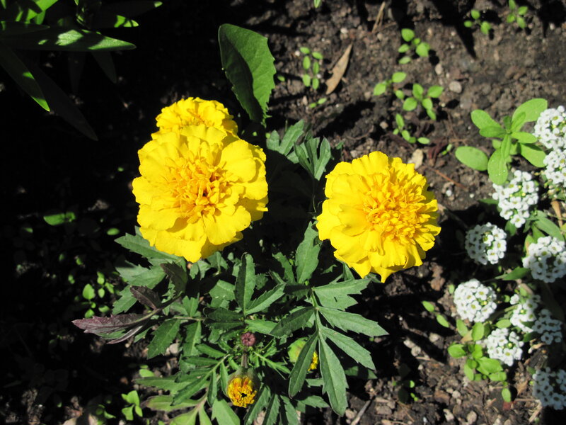 Yellow Marigold Flowers — Natural
