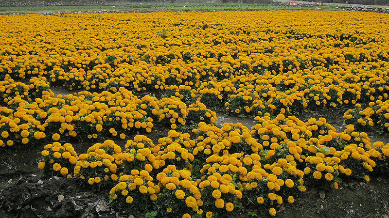 Yellow Marigold Flowers — Serene, Afternoon
