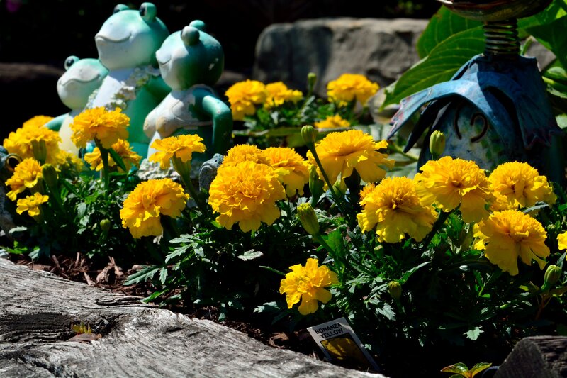 Yellow Marigold Flowers — Serene