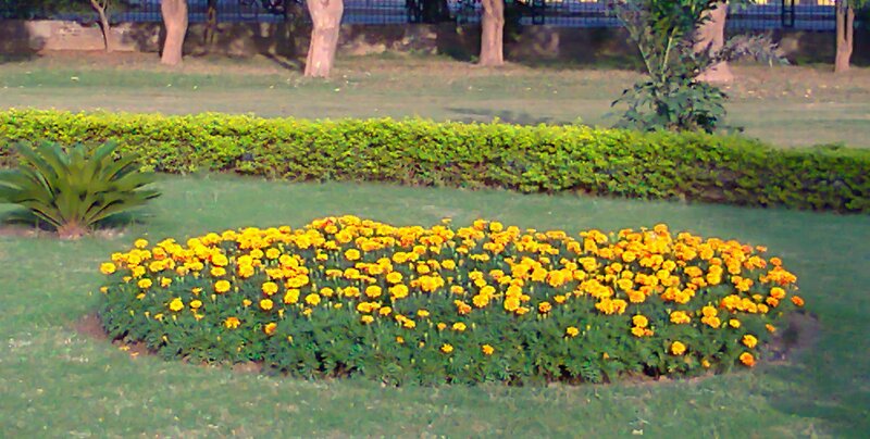 Yellow Marigold Flowers