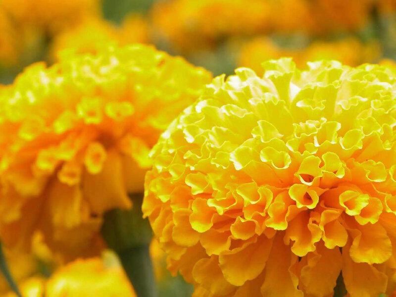 Yellow Marigold Flowers — Vibrant, Afternoon