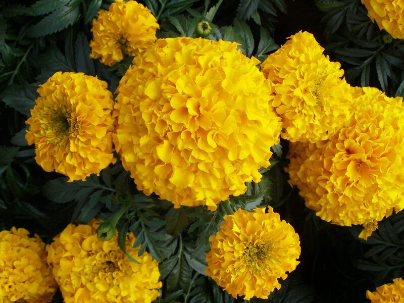 Yellow Marigold Flowers — Vibrant, Photograph, Leaves