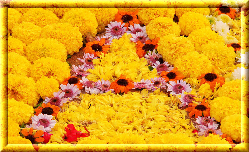 Yellow Marigold Flowers — Vibrant