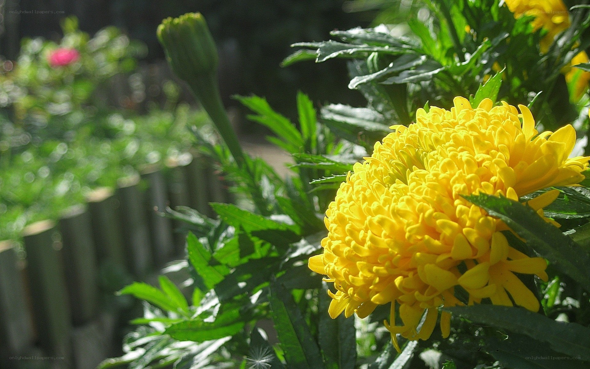 Yellow marigold in garden