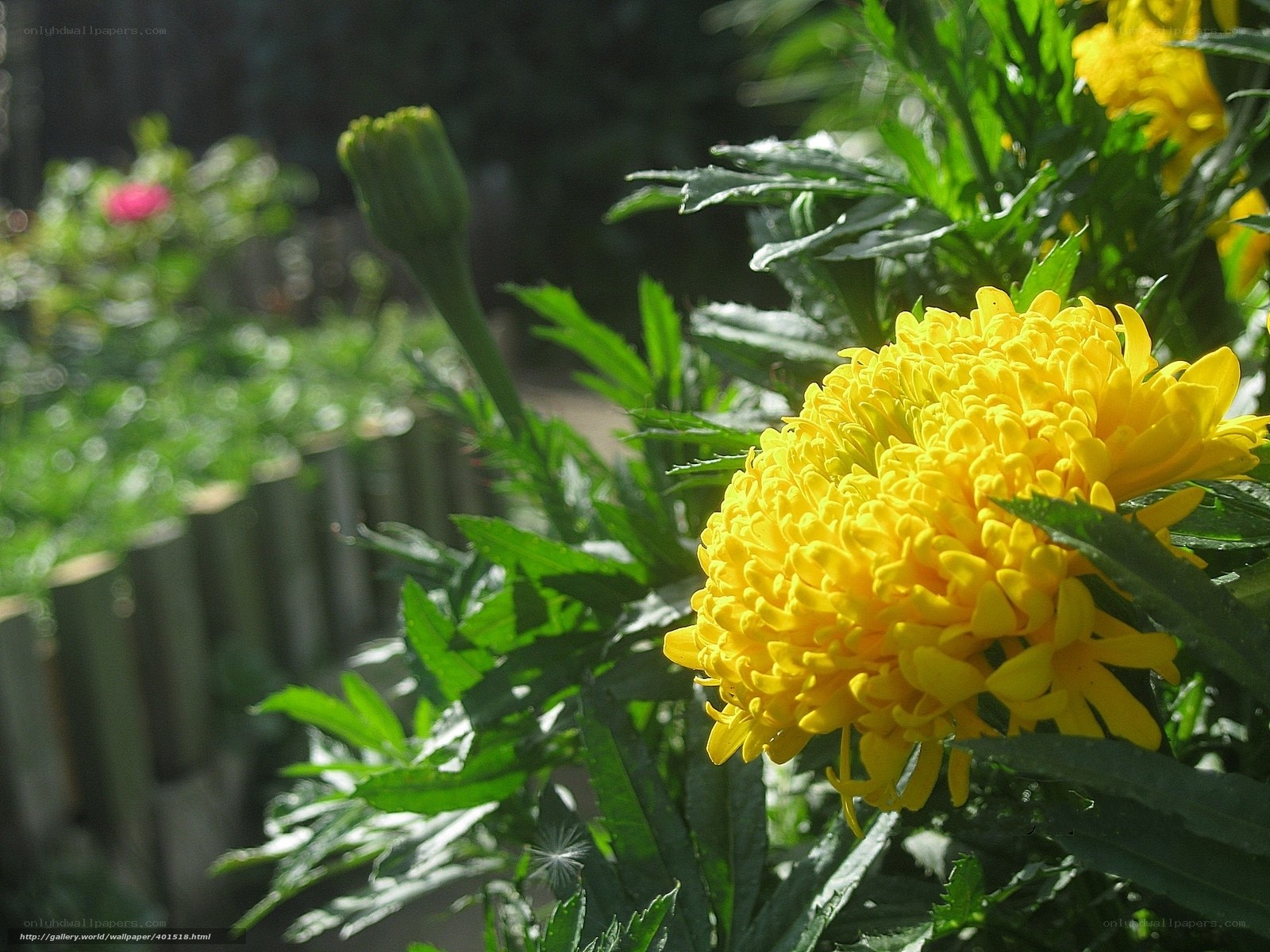 Yellow marigold in garden